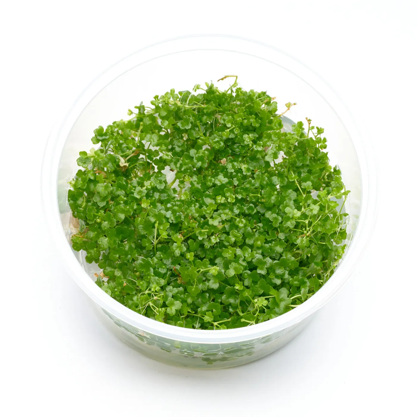 Hydrocotyle tripartita "Mini" | Mini Japan Kleeblatt - in vitro