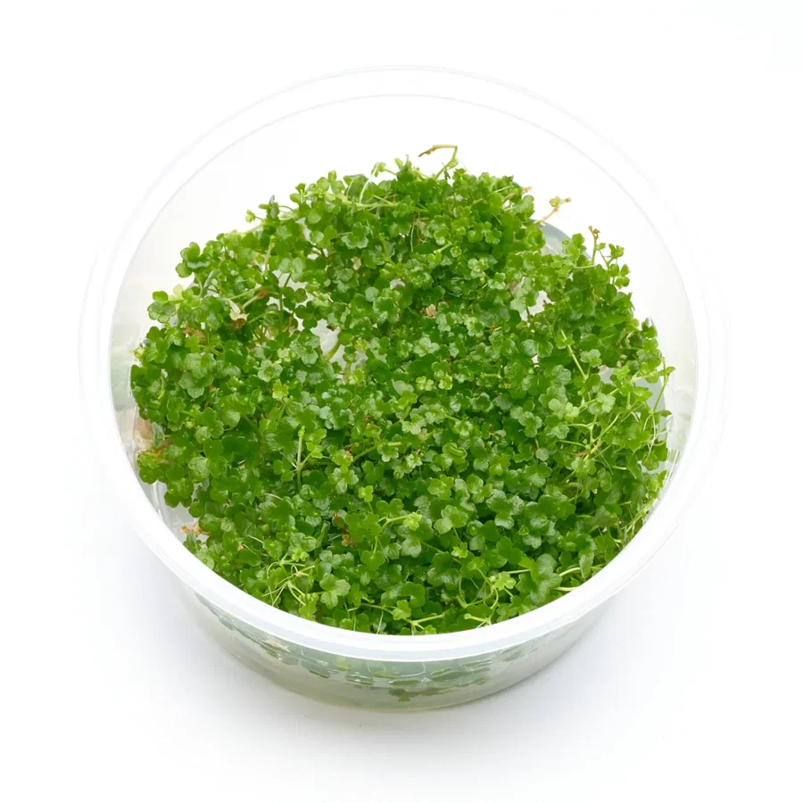 Hydrocotyle tripartita "Mini" | Mini Japan Kleeblatt - in vitro