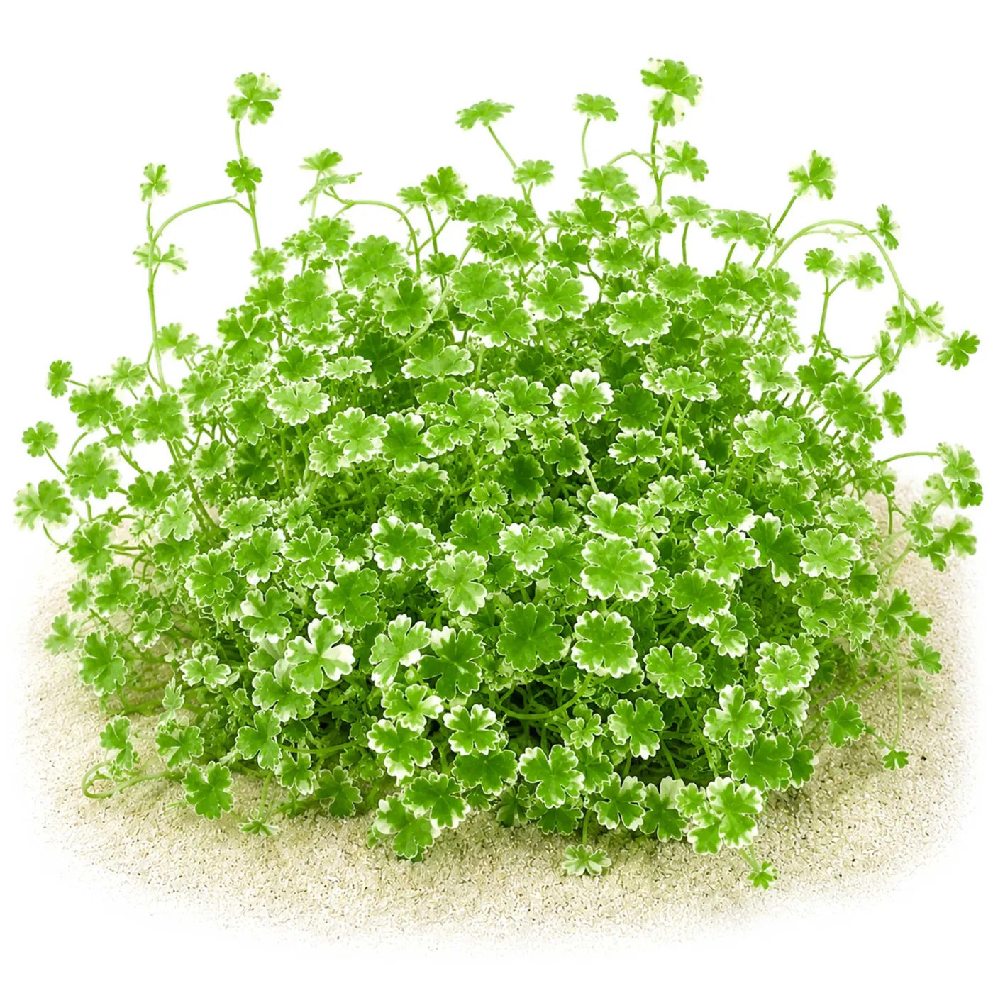 Hydrocotyle tripartita "Mini variegated" | Mini Japan Kleeblatt panaschiert - in vitro
