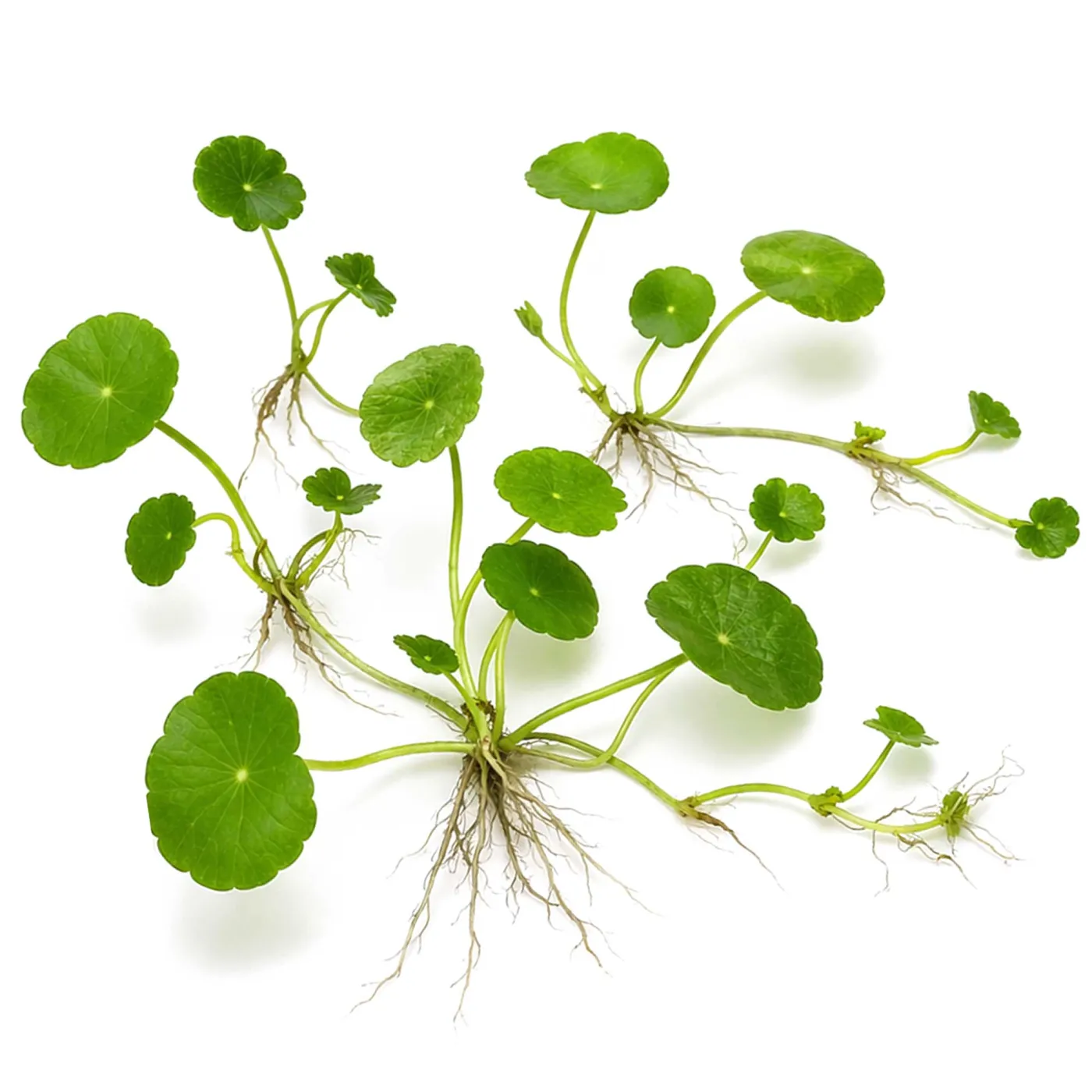 Hydrocotyle verticillata | Amerikanischer Wassernabel - in vitro XL - Ø 8,5cm