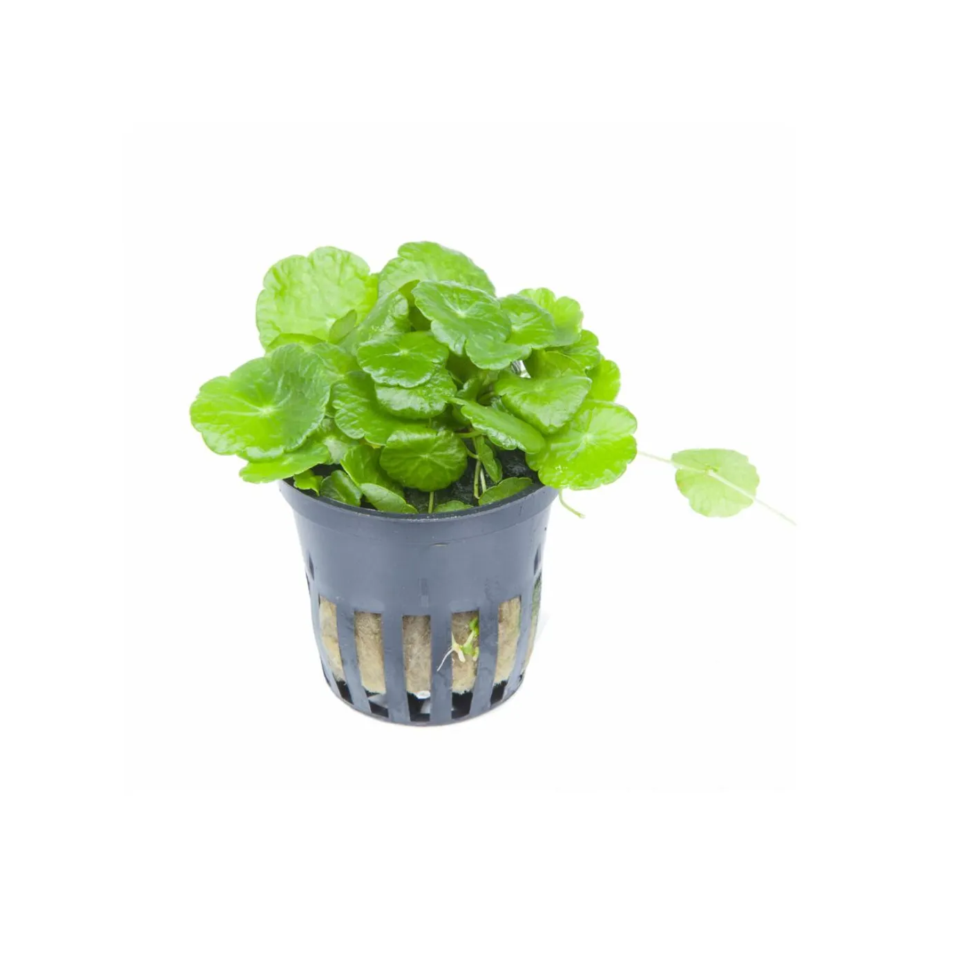 Hydrocotyle verticillata - Tropica 039 - Topf