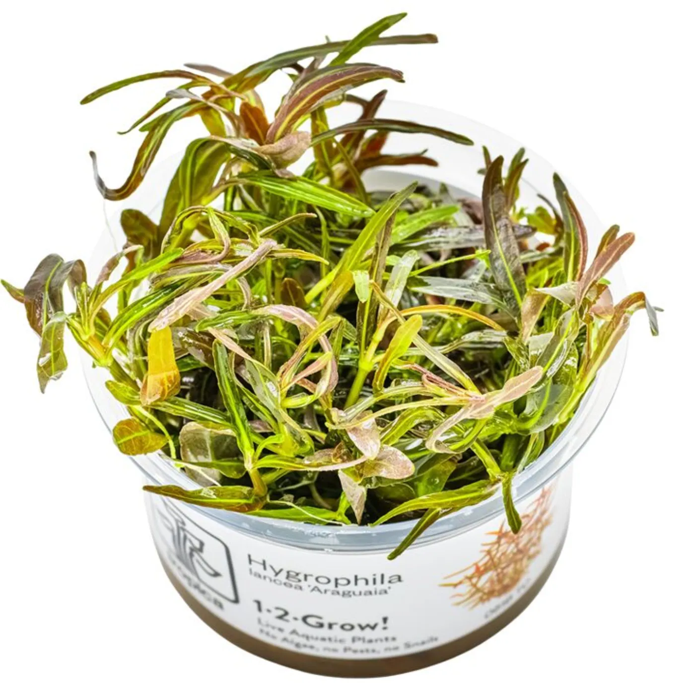 Hygrophila lancea 'Araguaia'