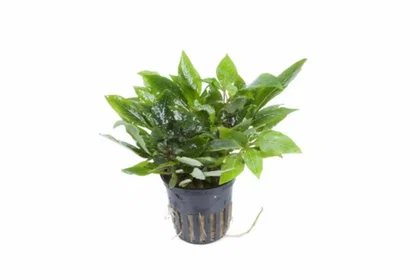 Hygrophila corymbosa 'Compact'