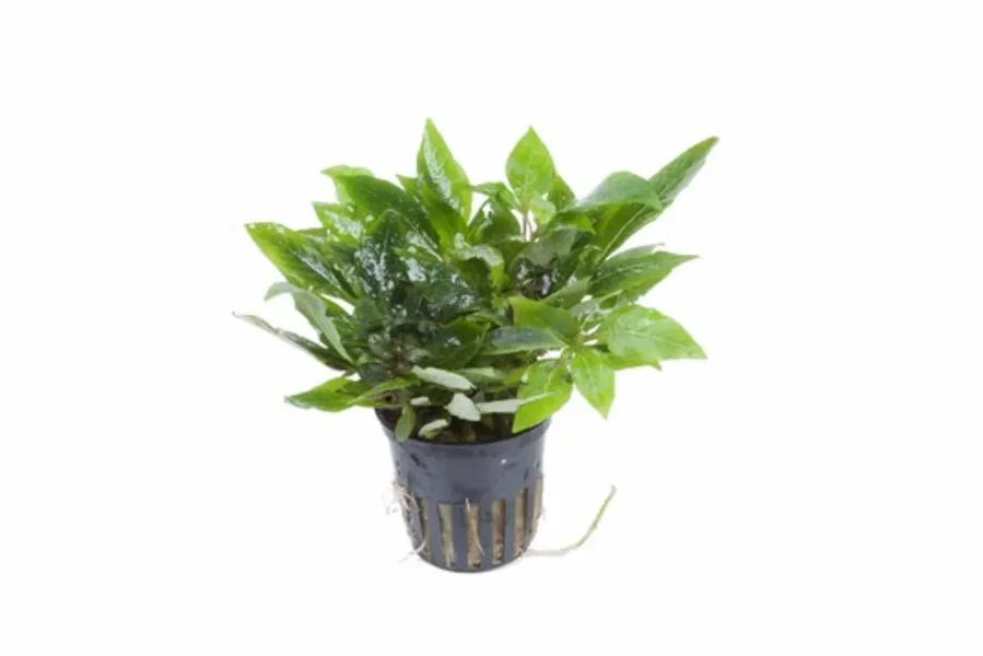 Hygrophila corymbosa 'Compact'