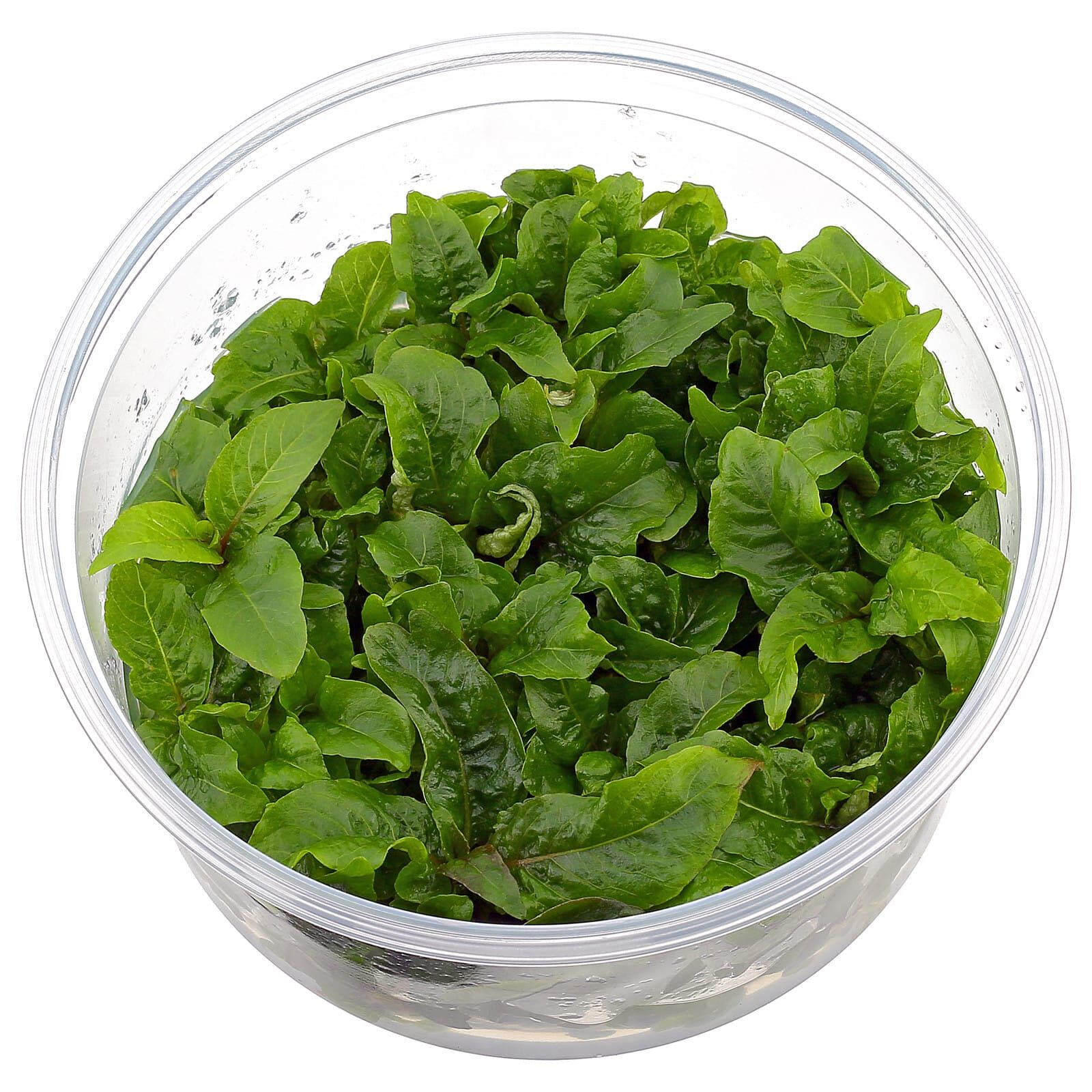 Hygrophila corymbosa - in Vitro XL