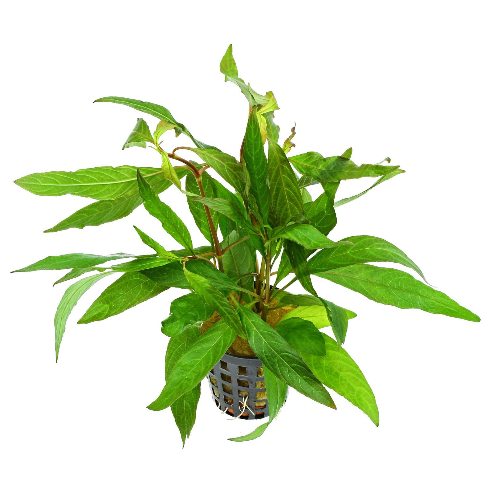 Hygrophila corymbosa "Stricta" ("Angustifolia Rubra") - Topf