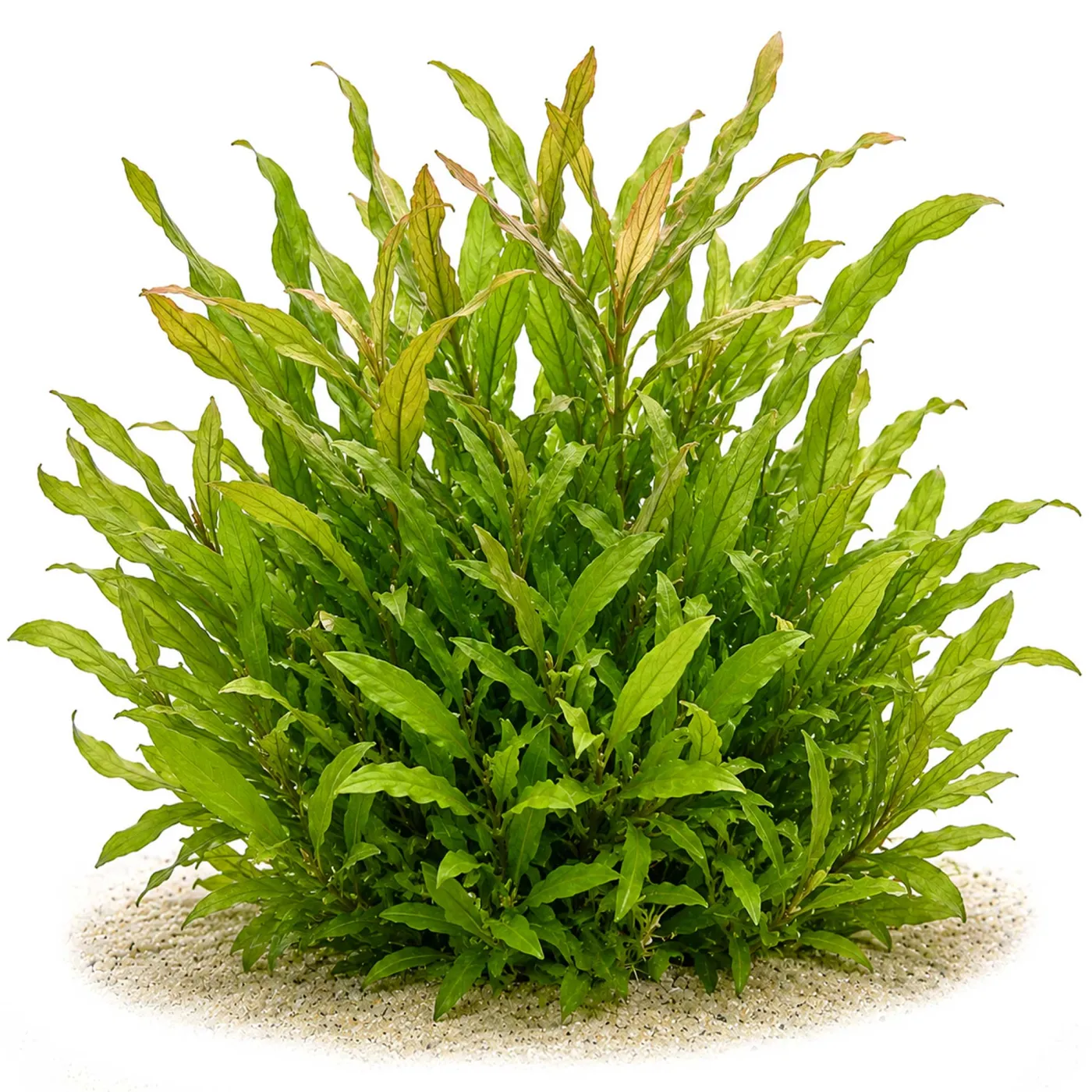 Hygrophila corymbosa Stricta | Kirschblatt-Riesenwasserfreund - in vitro XL 8,5