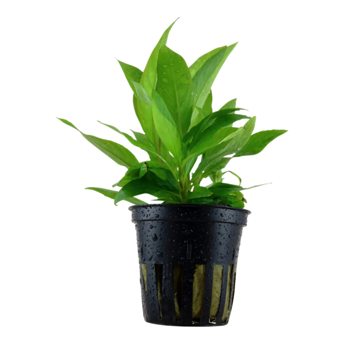 Hygrophila corymbosa 'Stricta Green'
