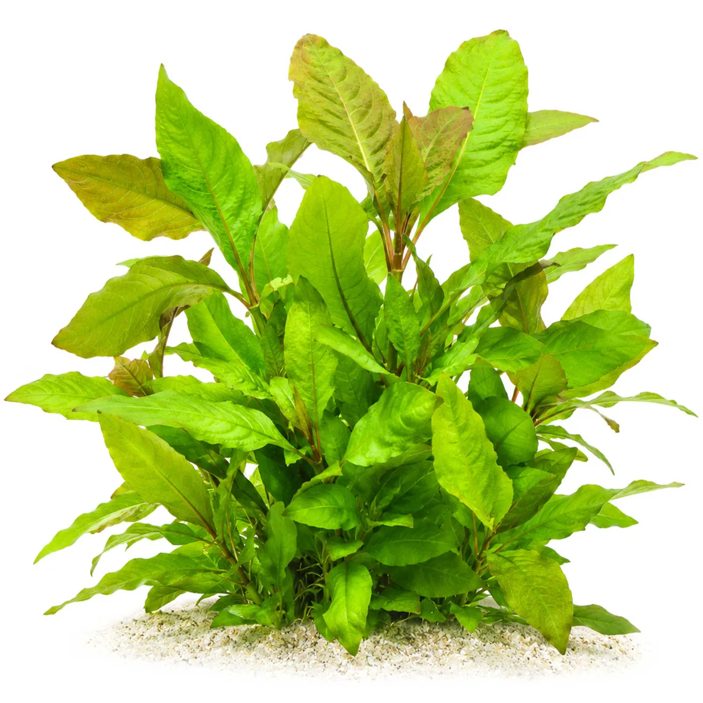 Hygrophila Corymbosa "Thailand" | Thailändischer Wasserfreund - in-vitro