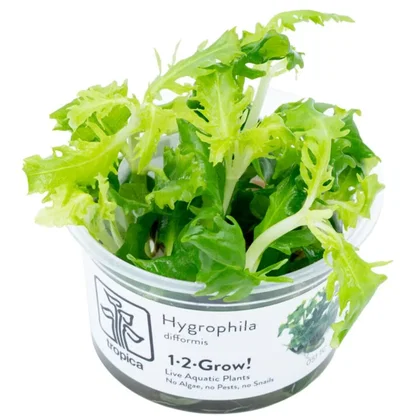Hygrophila difformis - Topf