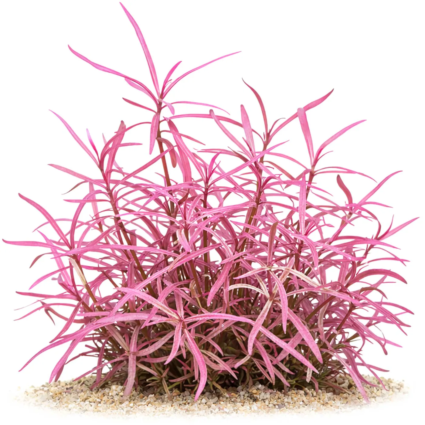 Hygrophila Lancea "Chai" | in vitro