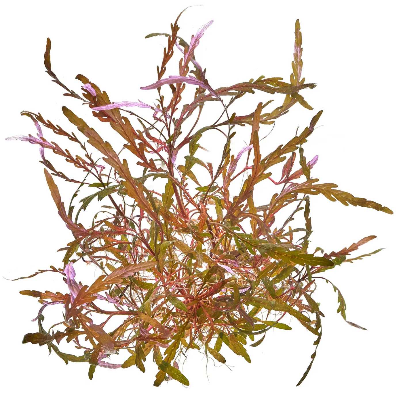 Hygrophila pinnatifida "Uttara Kannada"| Fiederspaltiger Wasserfreund - in vitro