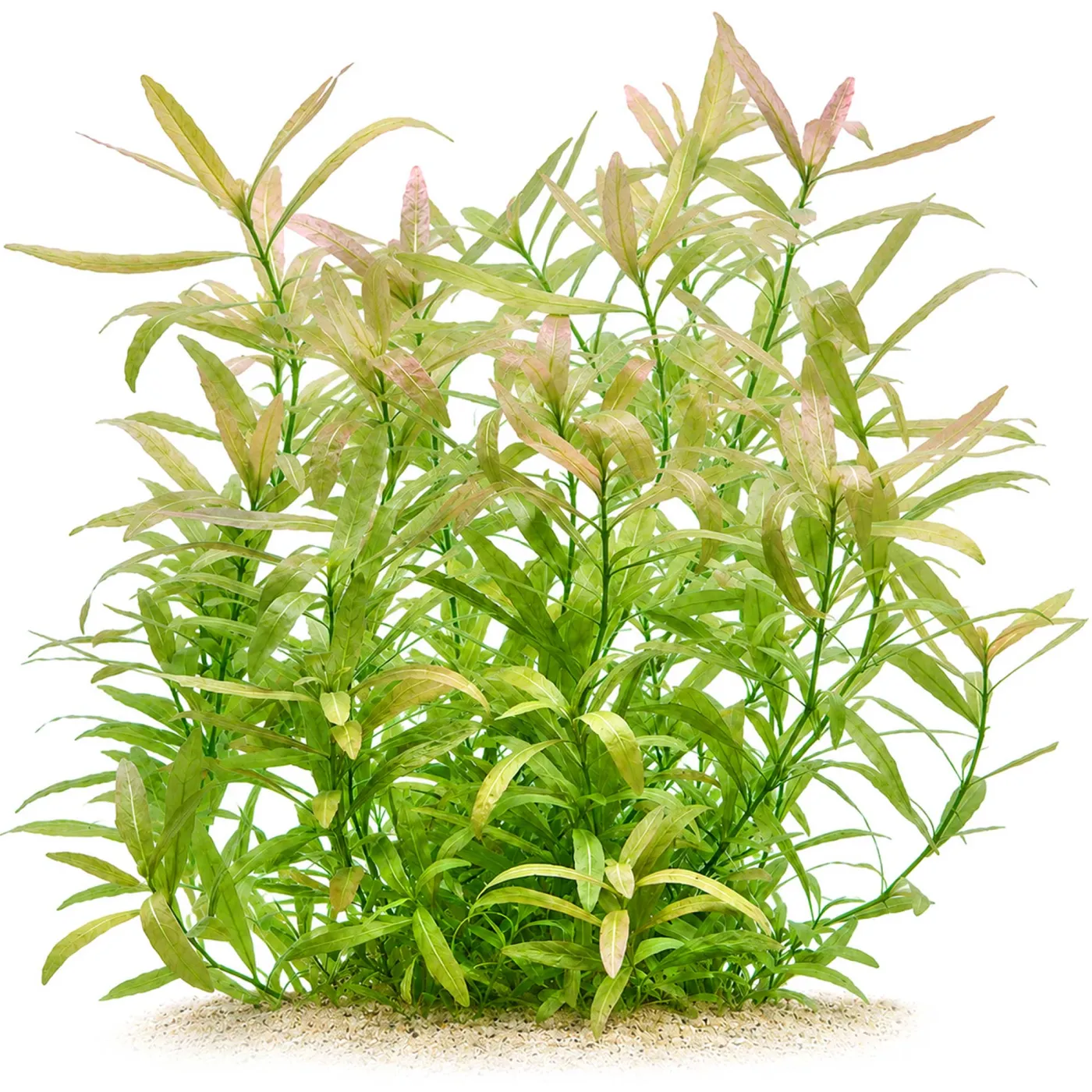 Hygrophila polysperma | Indischer Wasserfreund - in vitro 8,5cm