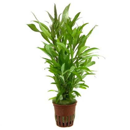 Hygrophila 'Siamensis 53B'