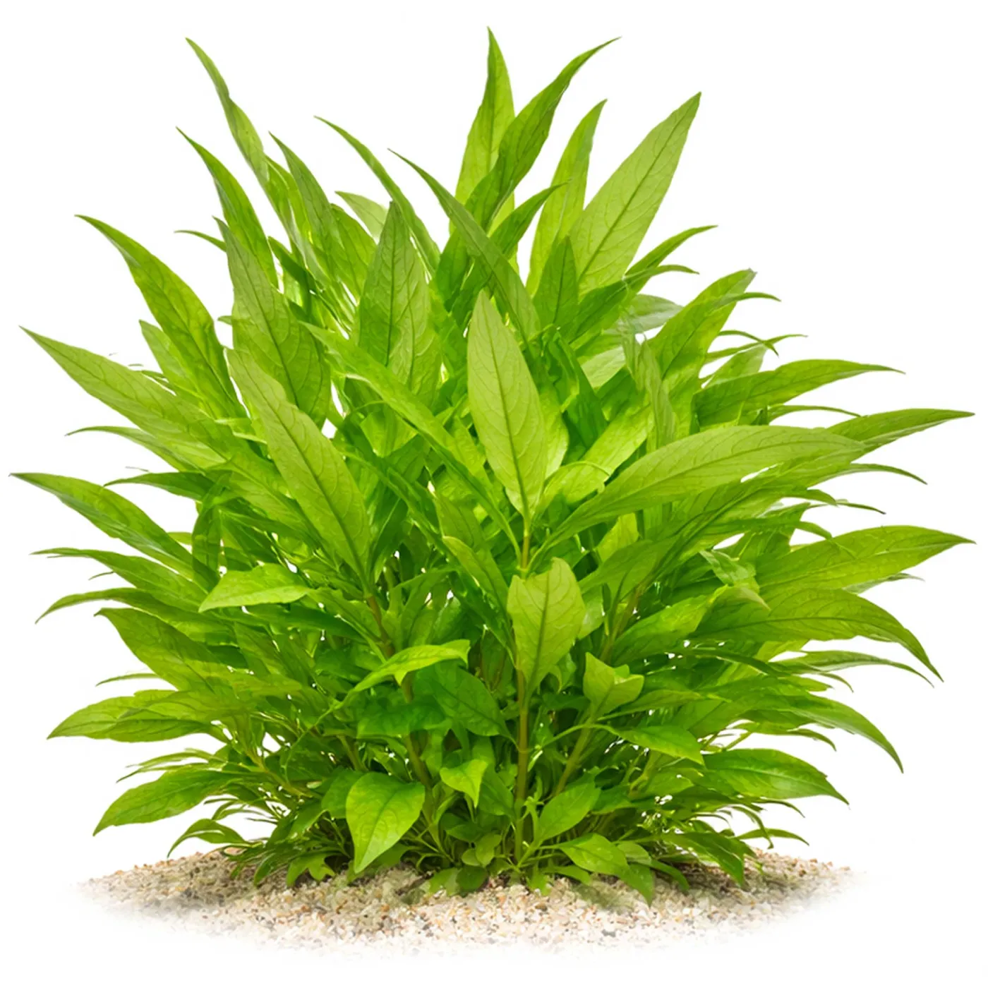 Hygrophila siamensis | Kirschblattpflanze - in vitro XL - Ø 8,5cm