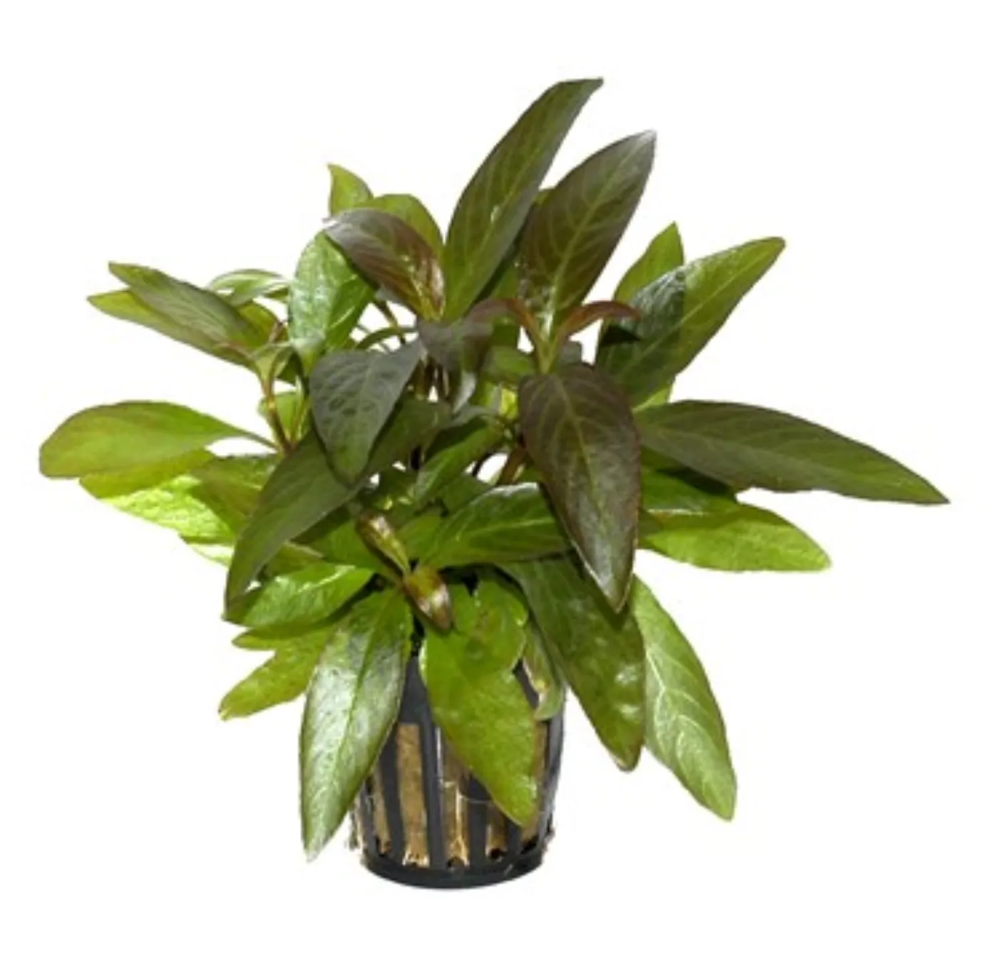 Hygrophila 'Siamensis'