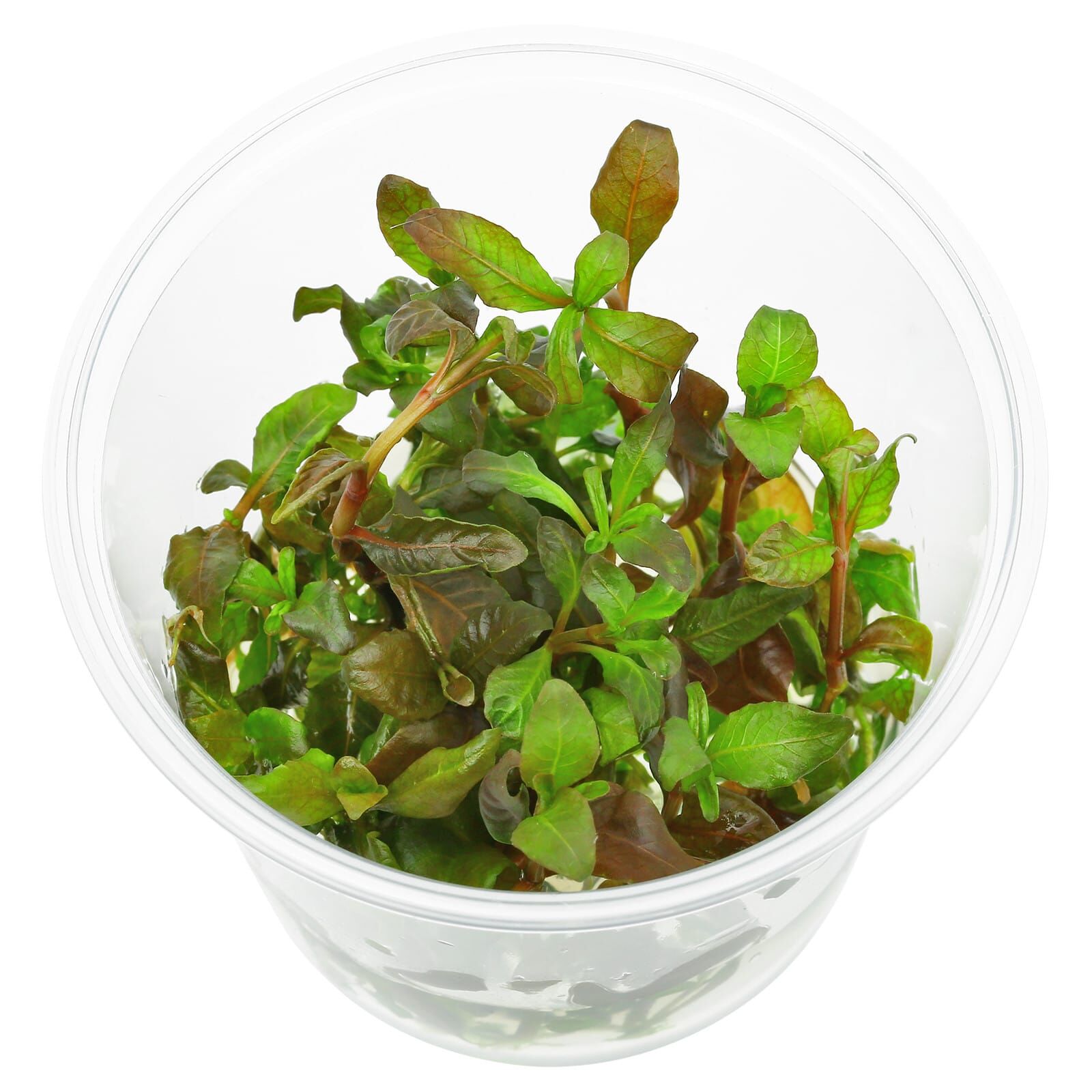 Hygrophila sp. "Brown"