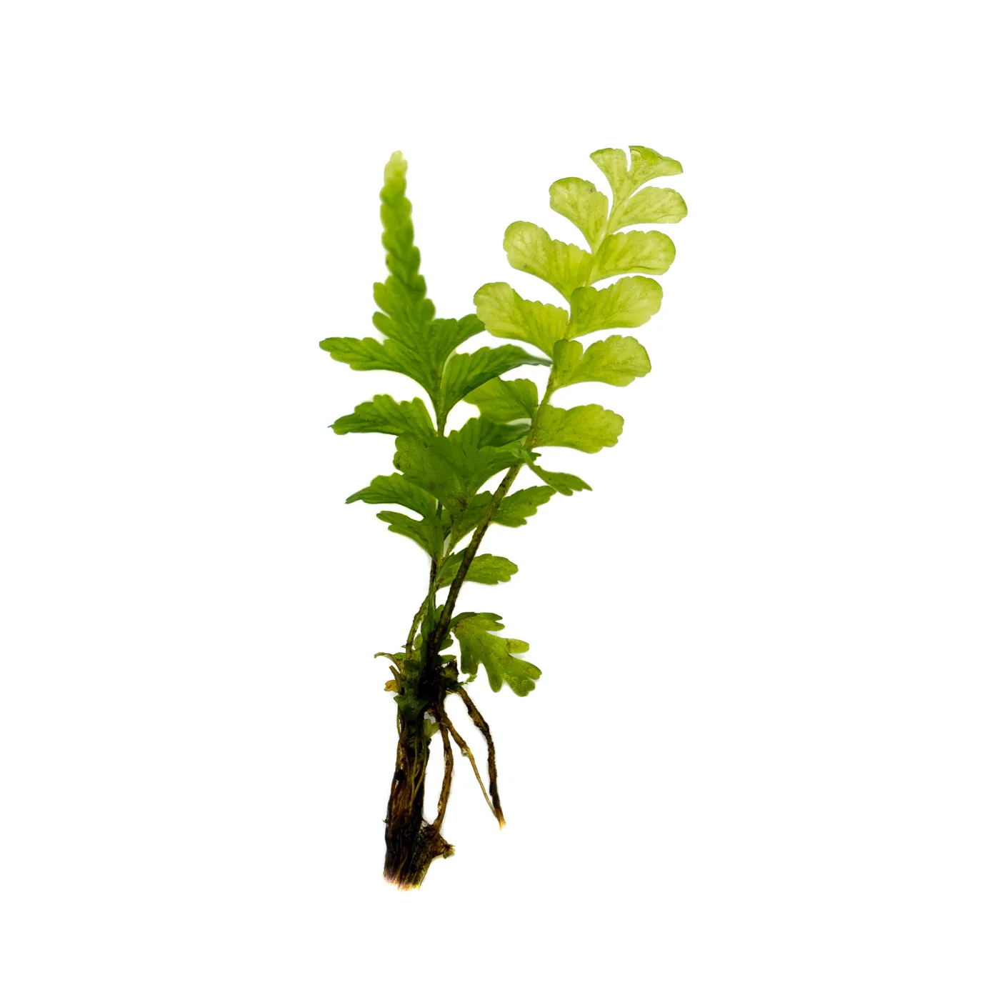 Hymenasplenium obscurum