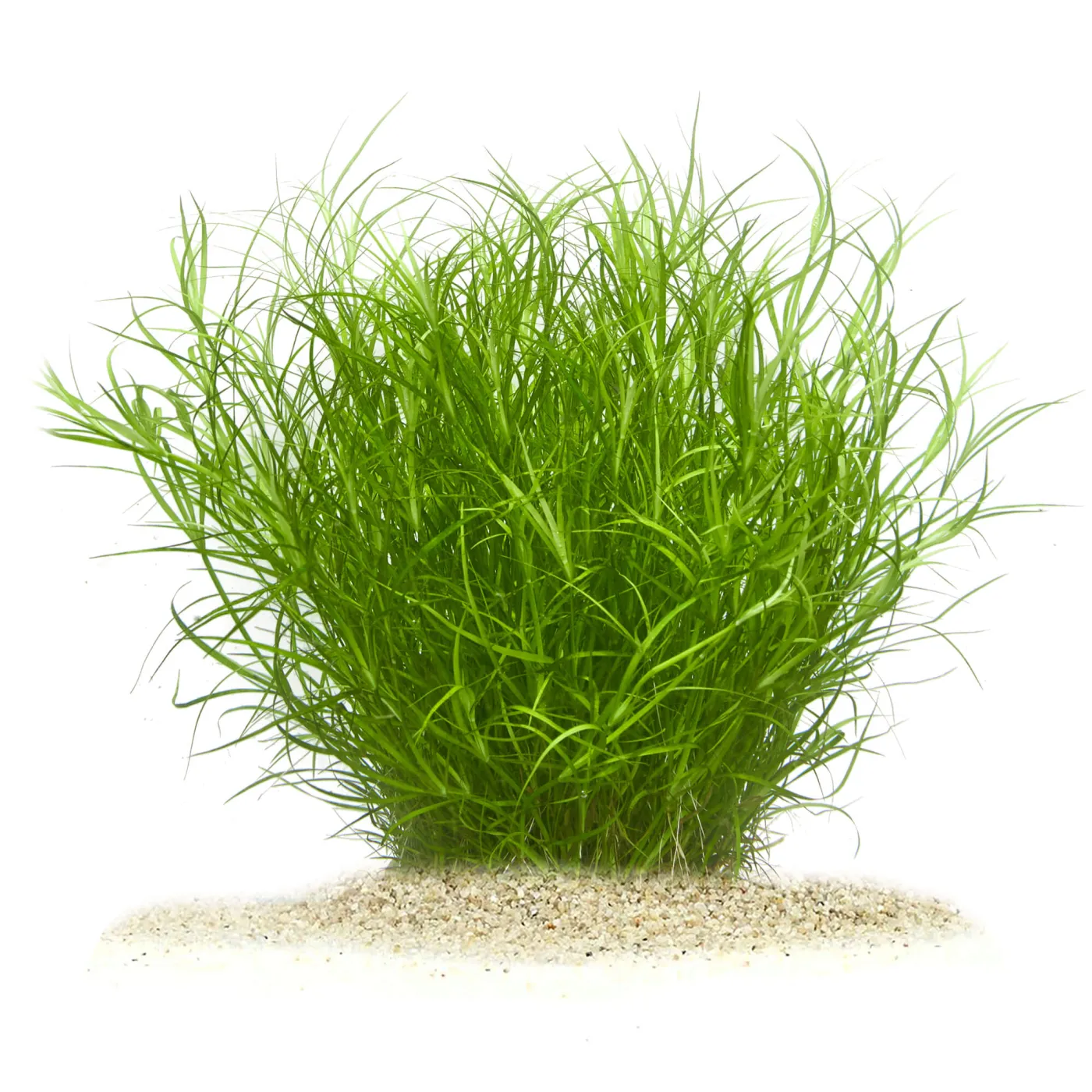 Juncus repens | Kriechende Binse - in vitro XL - Ø 8,5cm
