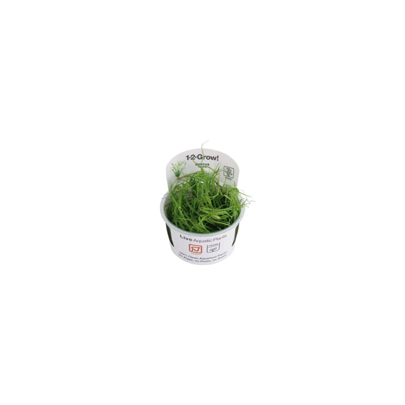 Grasartiges Binsengewächs - Juncus repens - Tropica InVitro