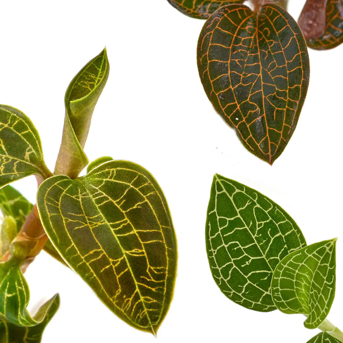 Juwelorchideen Set: 3-4 verschiedene Juwelorchideen (Macodes) | Terrarium - WabiKusa Set