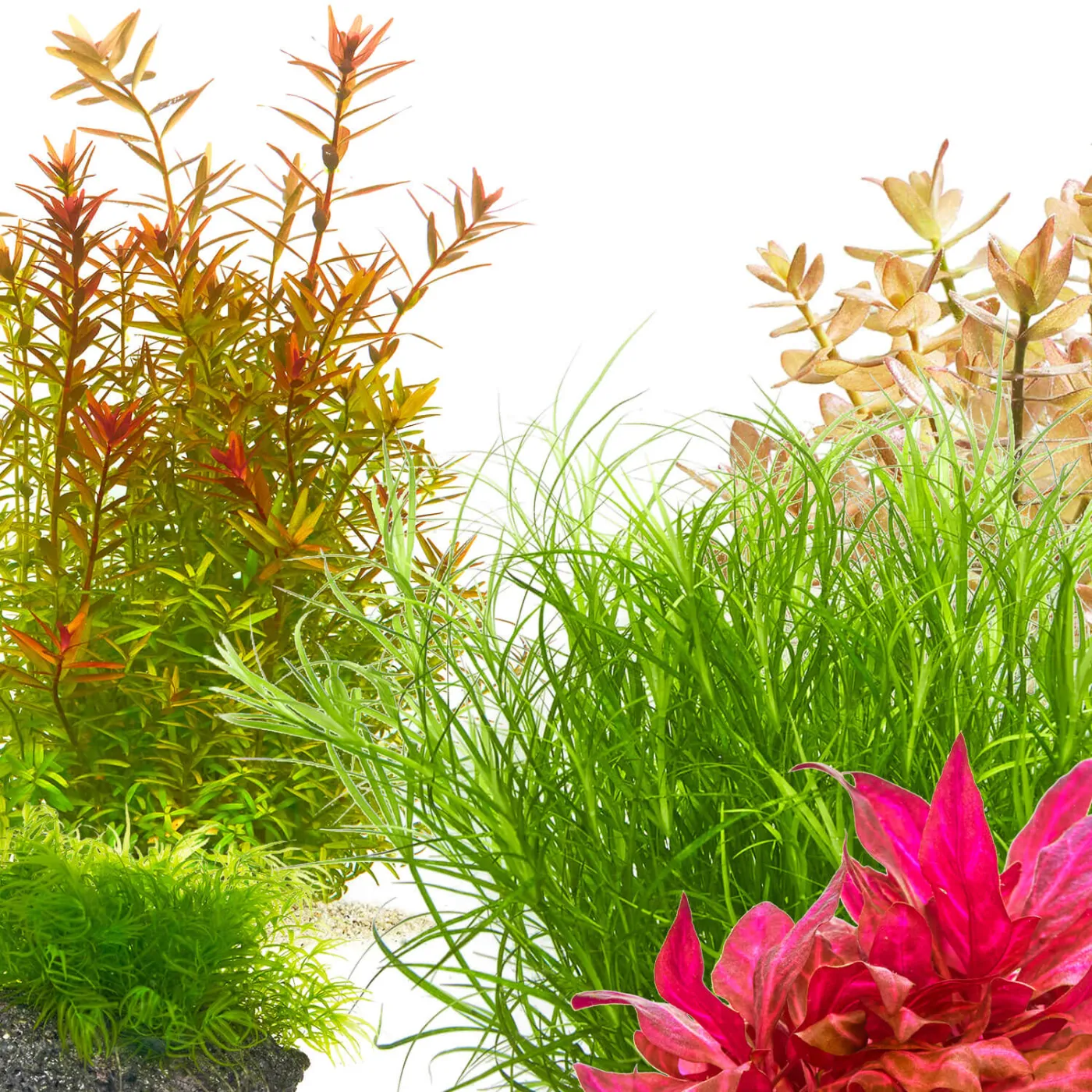 Aquarium Kaltwasser Pflanzen Set | Pflanzen für ungeheizte Aquarien