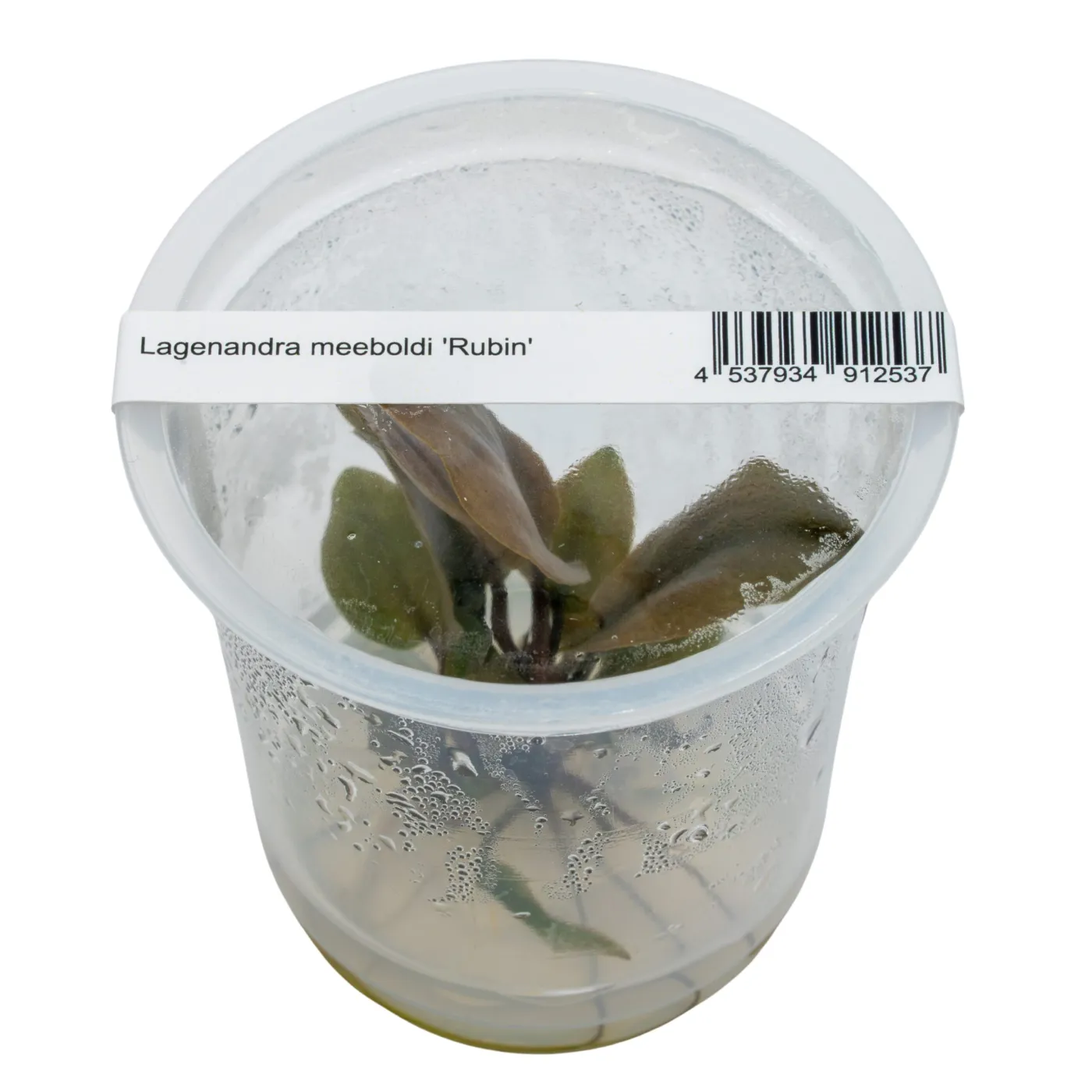 Lagenandra meeboldii 'Rubin'