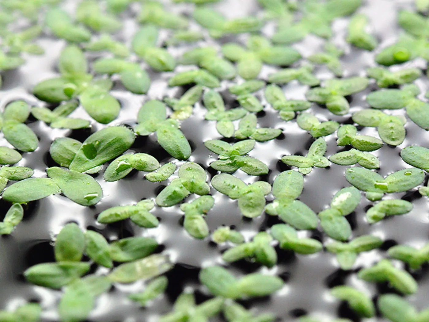 Lemna minor | Wasserlinsen Portion