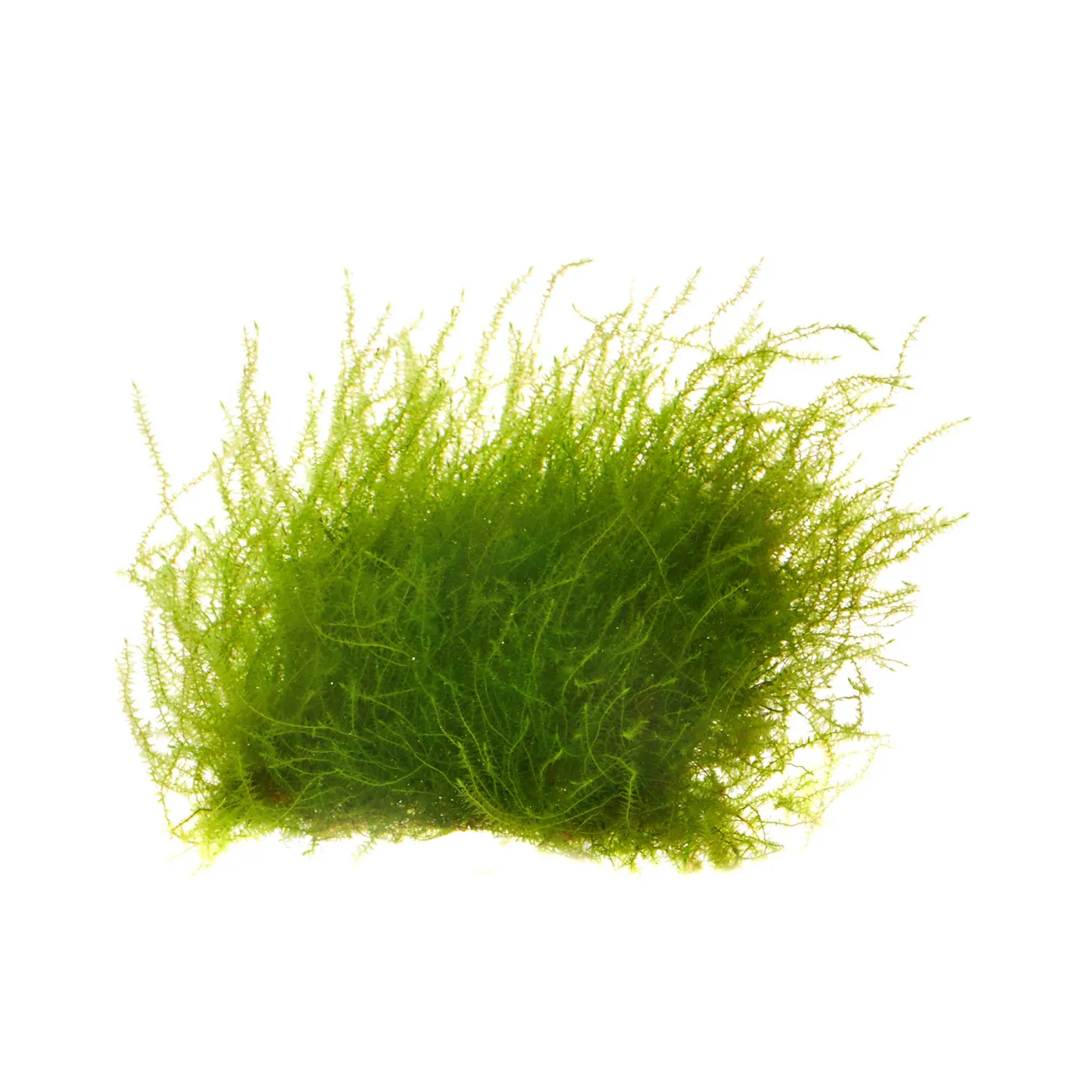 Leptodictyum riparium | Ufermoos - auf Gitter 8x8 cm