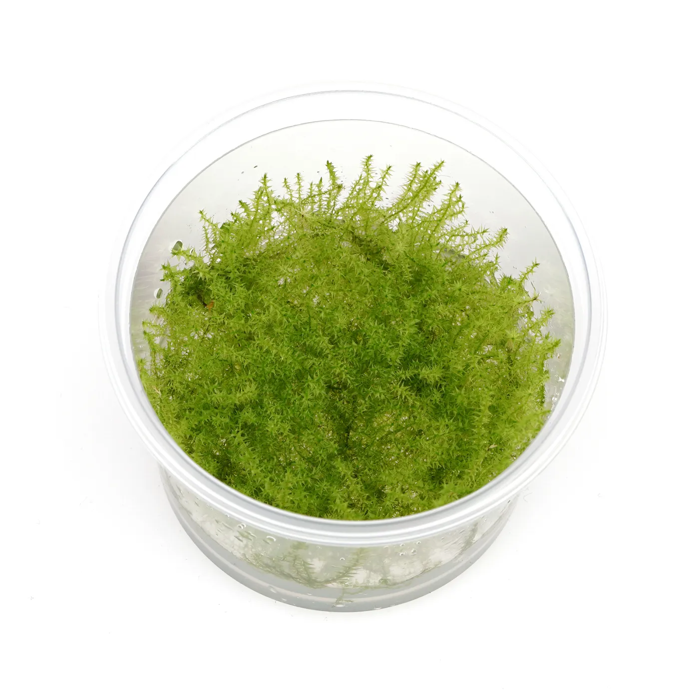 Leptodictyum riparium | Ufermoos in vitro