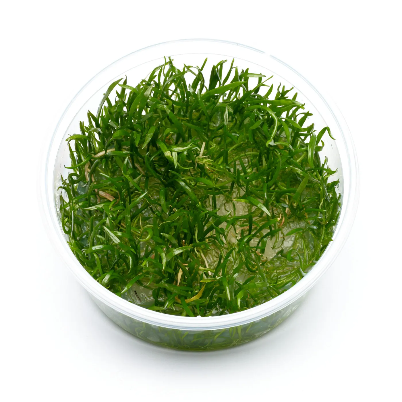 Lilaeopsis brasiliensis | Brasilianische Graspflanze - in vitro
