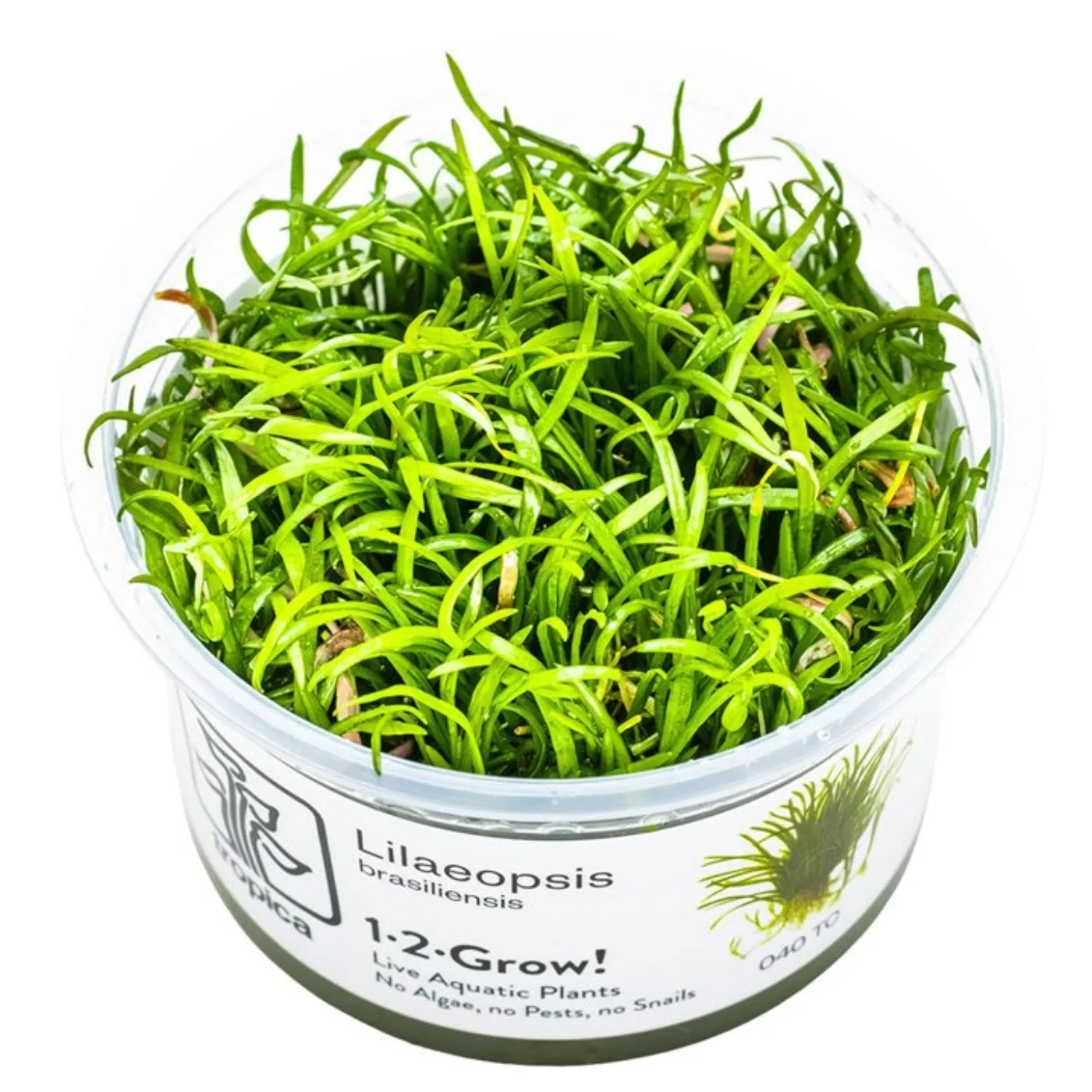 Lilaeopsis brasiliensis