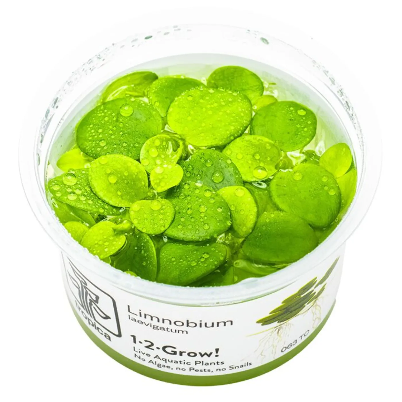 Limnobium laevigatum 1-2-Grow! Tropica 063 TC - In Vitro