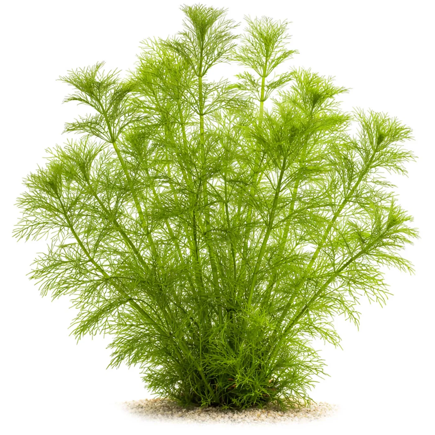 Limnophila aquatica | Wasser-Sumpffreund - in vitro