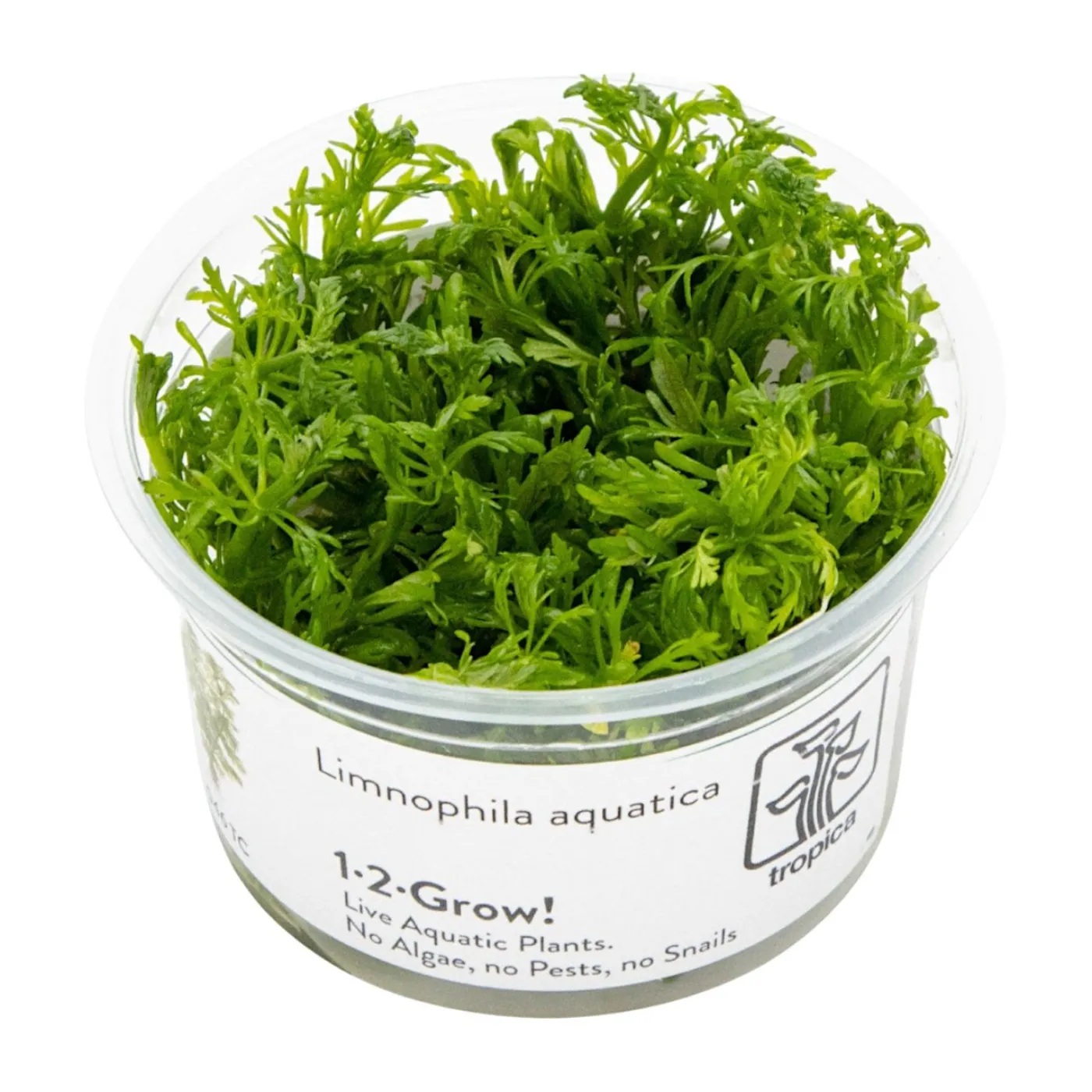 Limnophila aquatica