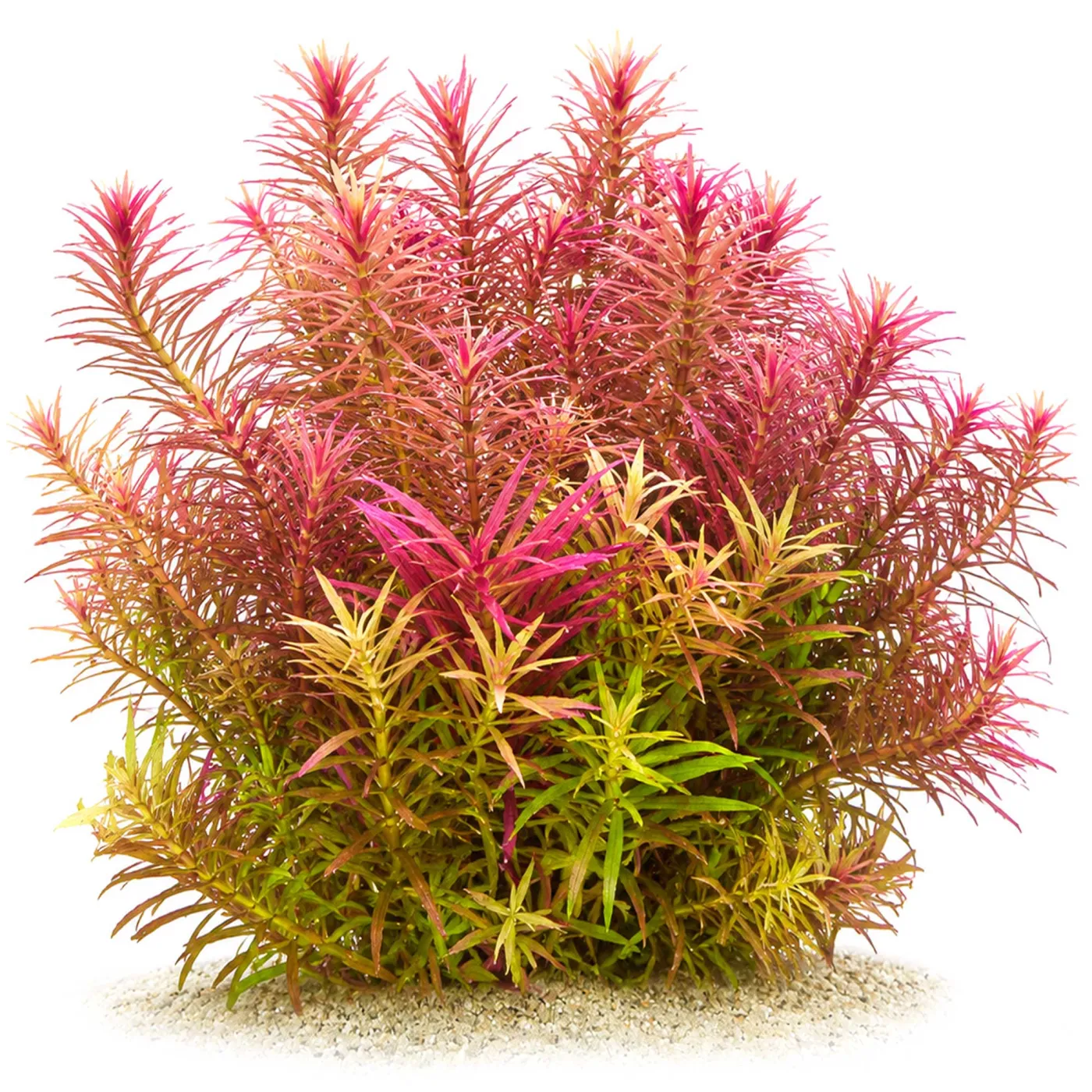 Limnophila aromatica | Aromatischer Sumpffreund - in vitro XL - Ø 8,5cm
