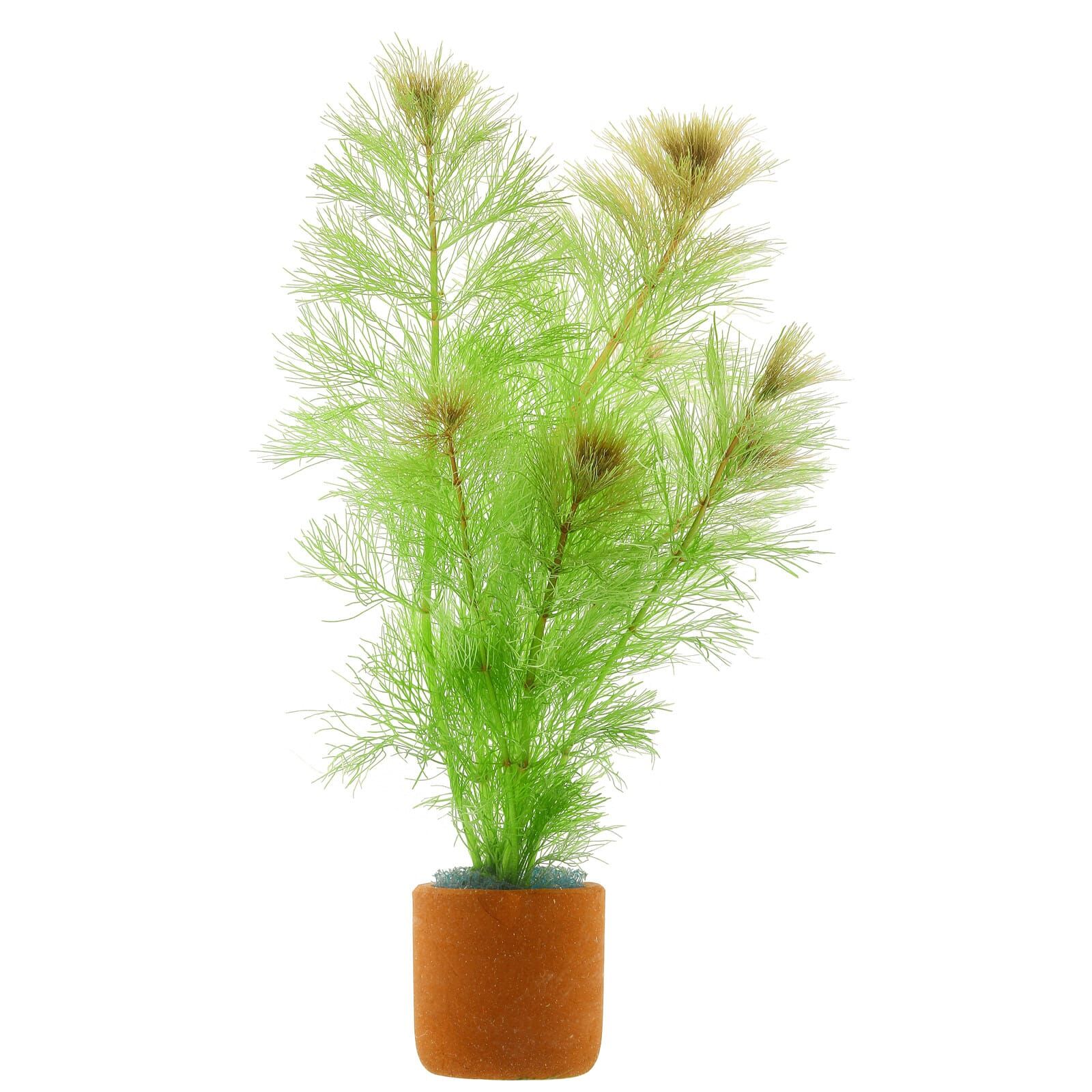 Limnophila brownii - Bund