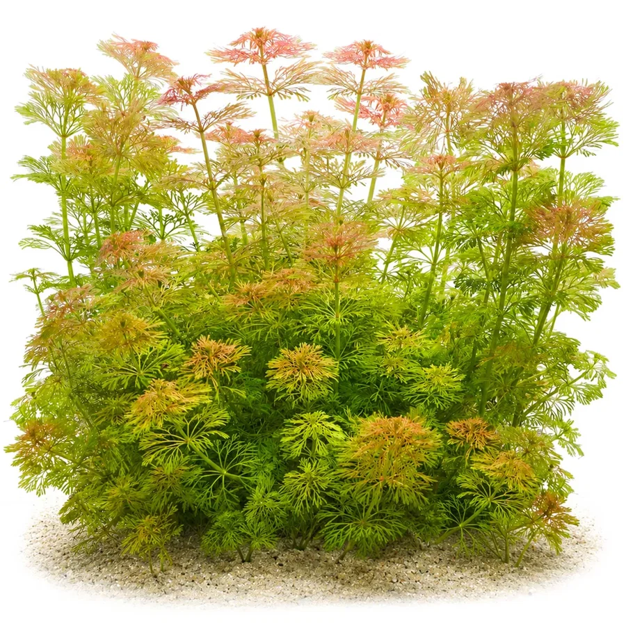 Limnophila sessiliflora I Blütenstielloser Sumpffreund - in vitro