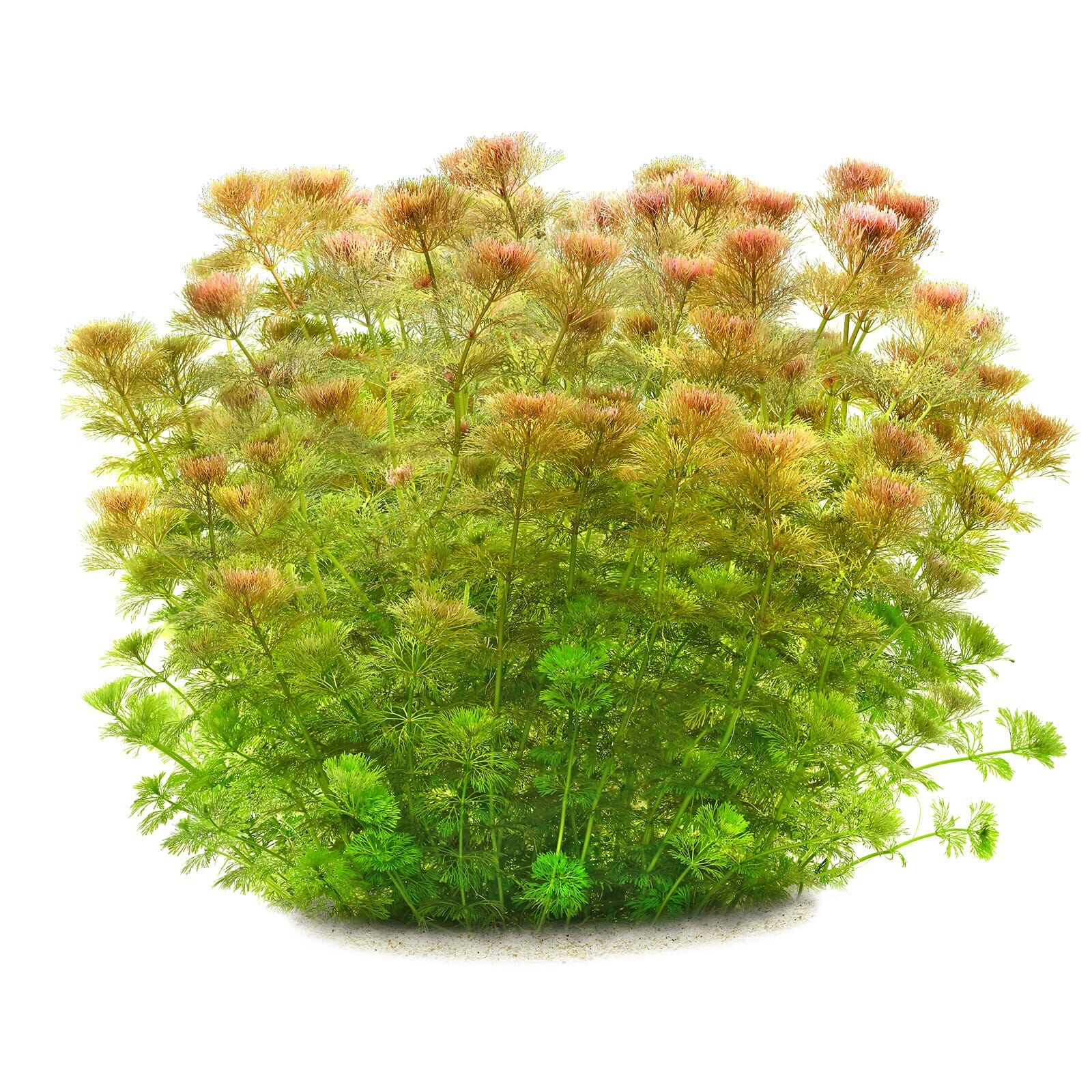 Limnophila sessiliflora - in Vitro