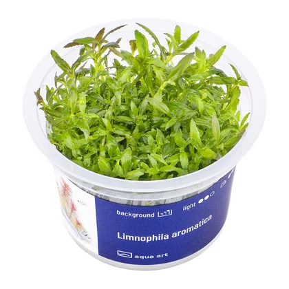Limnophila aromatica "Vietnam"