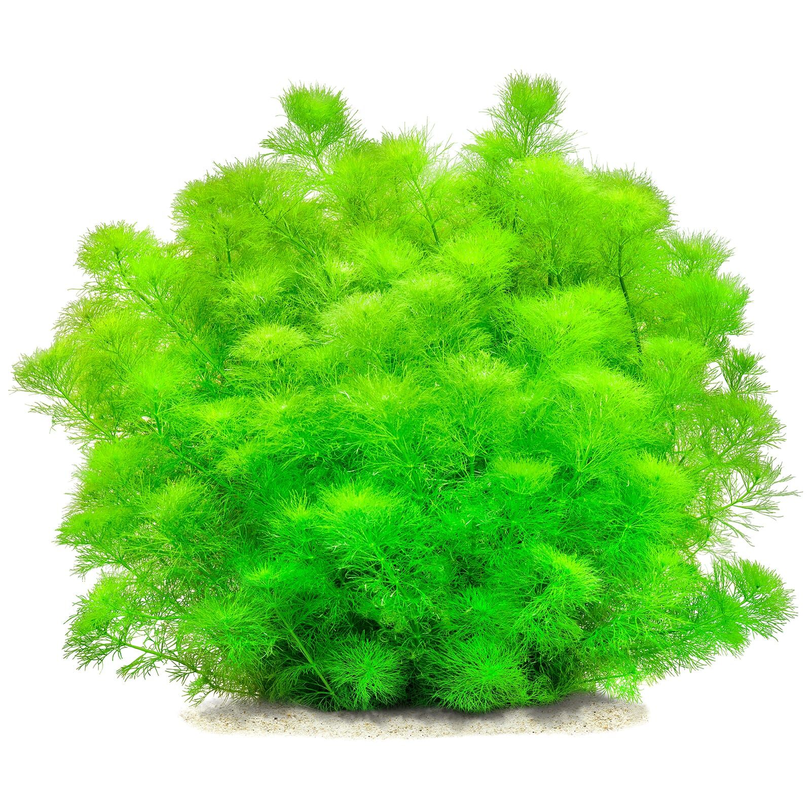 Limnophila wilsonii - in Vitro