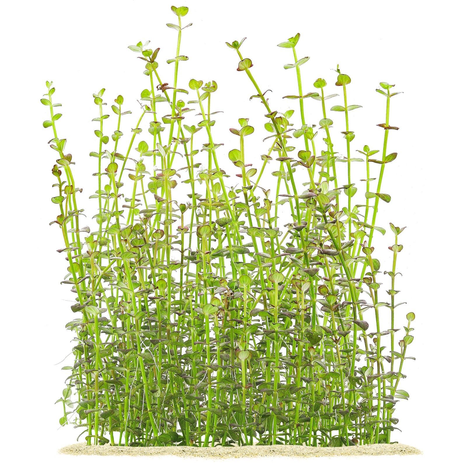 Lindernia sp. 'India'