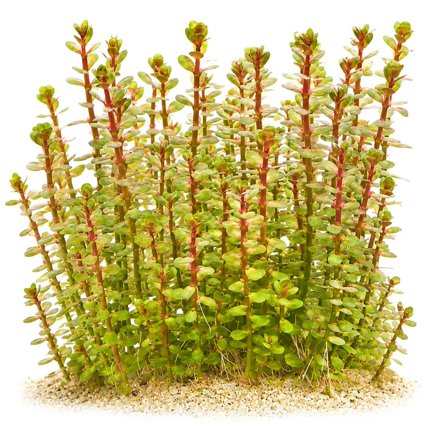Lindernia sp. 'Indica' | Indisches Büchsenkraut - in vitro XL - Ø 8,5cm