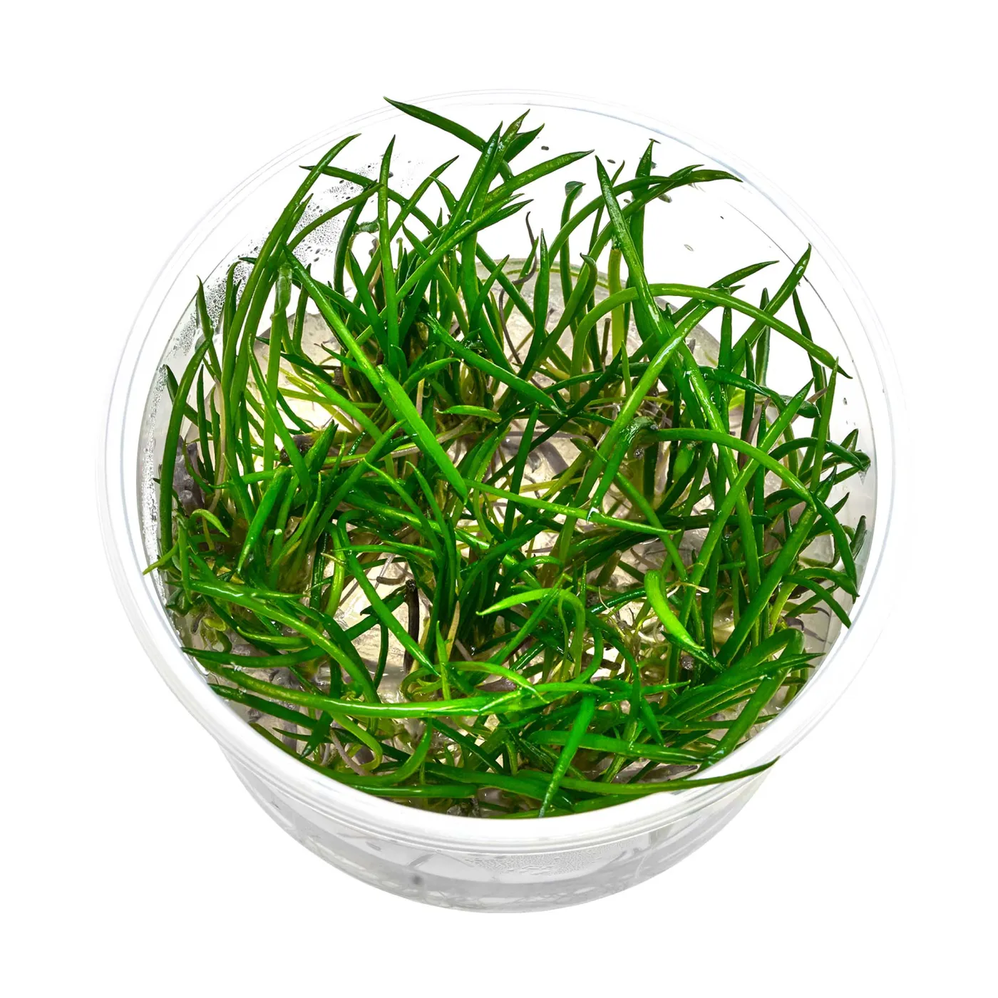 Littorella uniflora | Strandling - in vitro