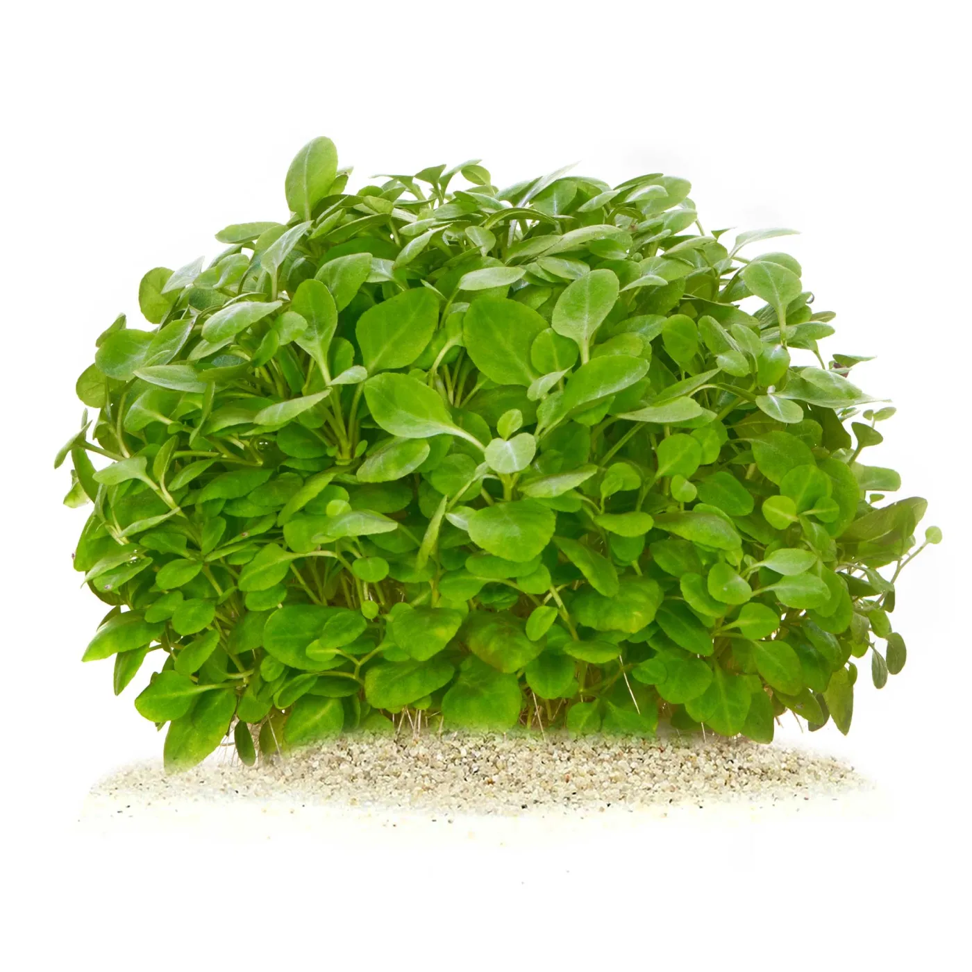 Lobelia cardinalis "Mini" | Mini Zwerg-Kardinalslobelie - in vitro XL - Ø 8,5cm