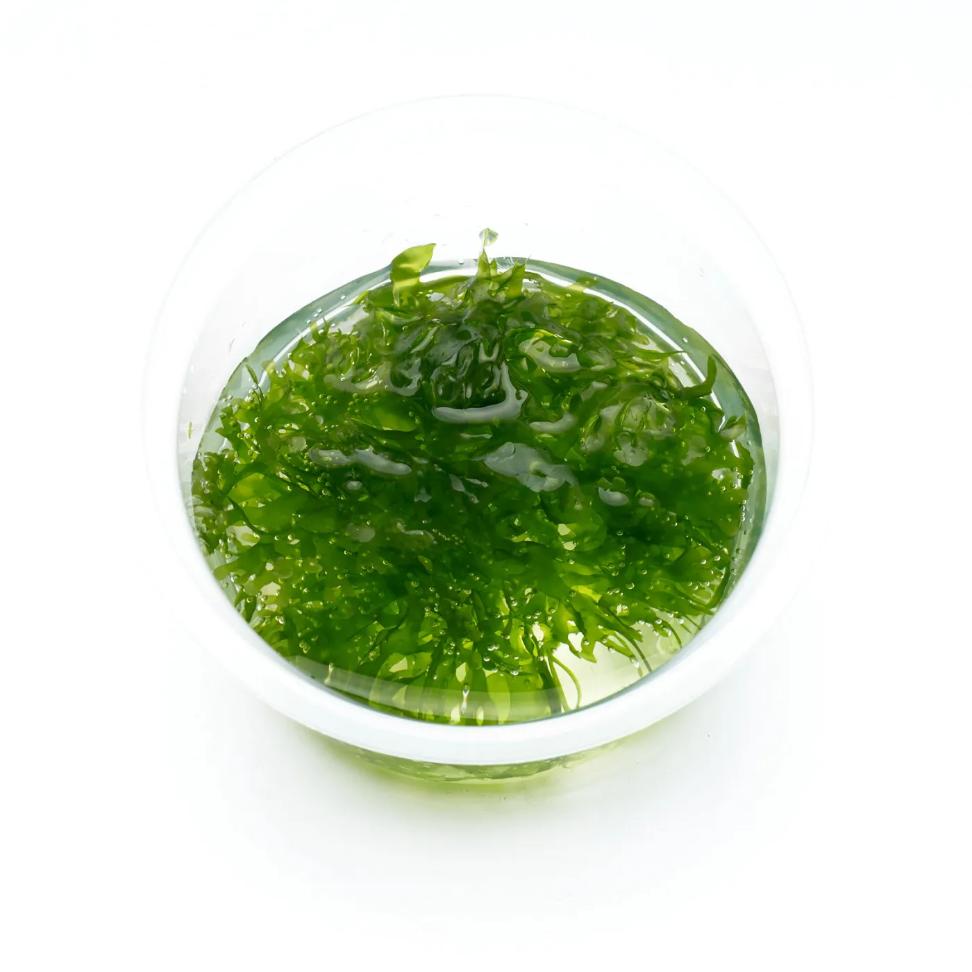 Lomariopsis lineata | Süßwassertang