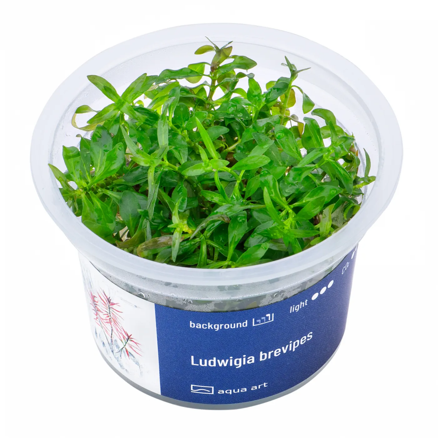 Ludwigia brevipes