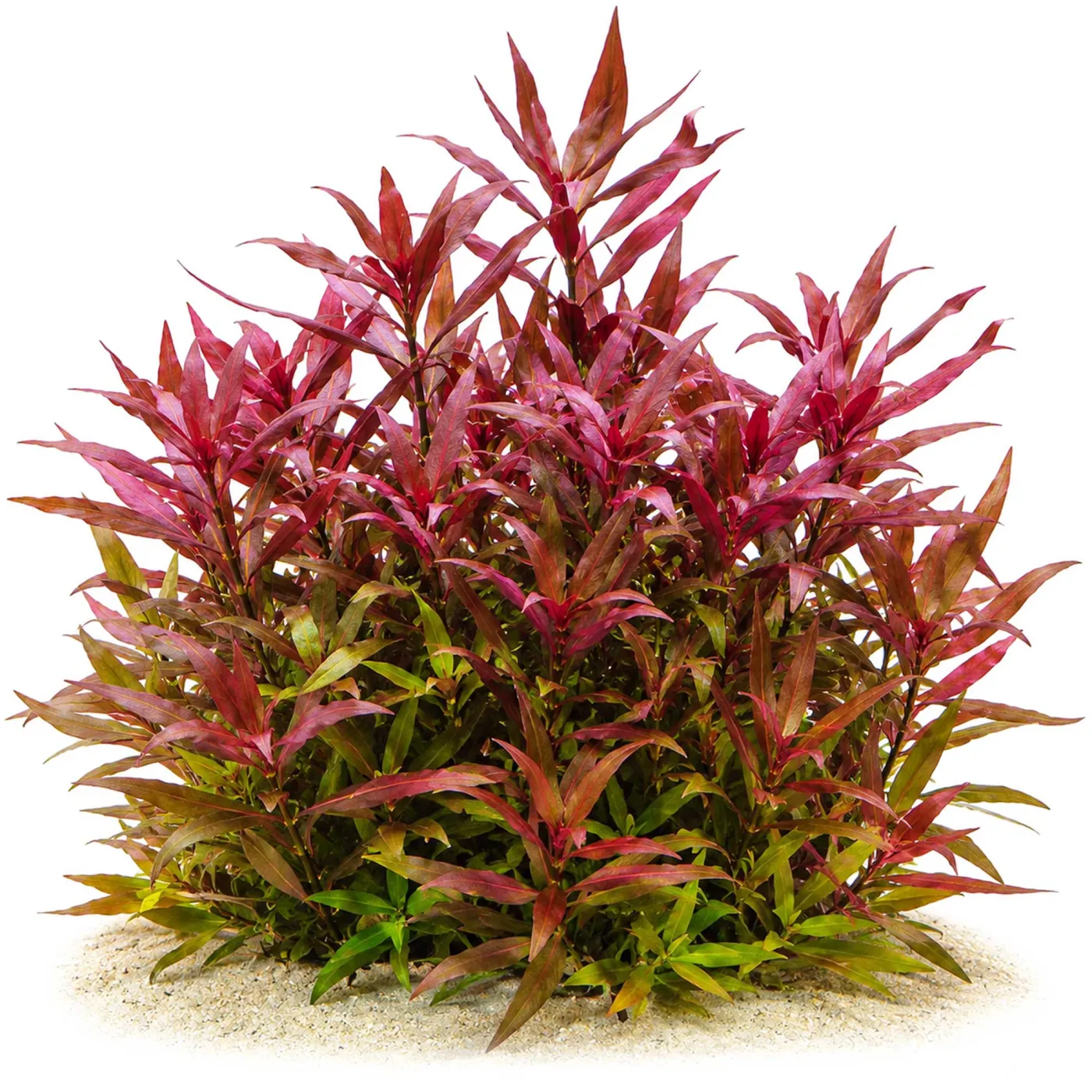 Ludwigia glandulosa | Rote Sternludwigie - in vitro XL - Ø 8,5cm