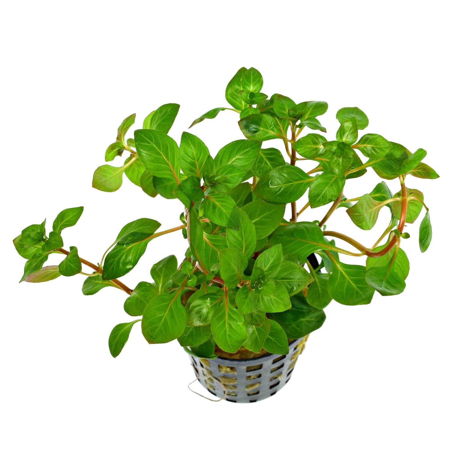 Ludwigia palustris "Red"