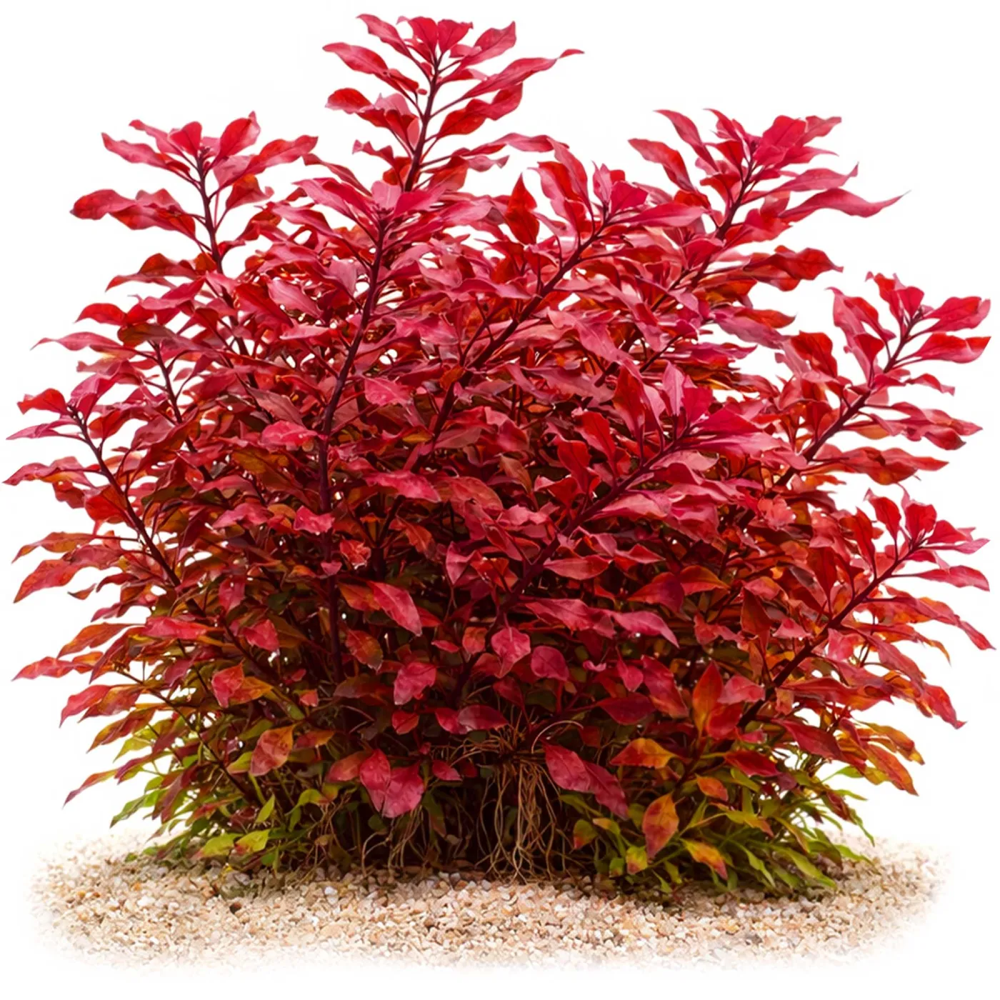 Ludwigia palustris Super Red Mini | Kleine Tiefrote Ludwigie - in vitro